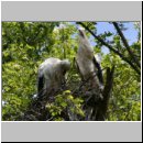 Ciconia ciconia - Weissstorch 03.jpg